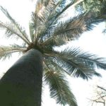 Juania Australis - Tronco - palmasenresistencia.com