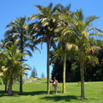 Juania_Australis-Chontas_cultivadas-palmasenresistencia
