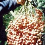 Juania_Australis-Frutos-palmasenresistencia