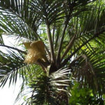 Juania_Australis-Hembra_con_flores-palmasenresistencia