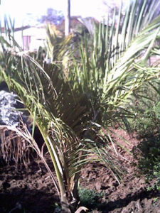 Juania_Australis-Palma_Joven-palmasenresistencia