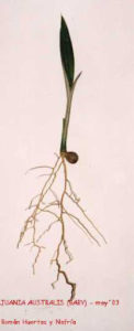 Juania_Australis-baby3-palmasenresistencia