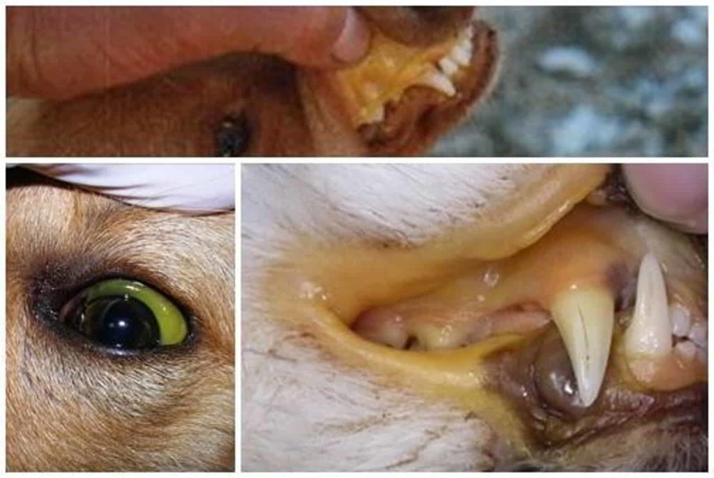 Síntomas de Ictericia en perro producida por semillas de Cyca