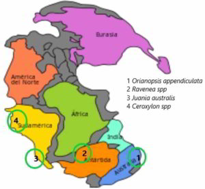 Dispersión interantartica de la tribu Ceroxyleae