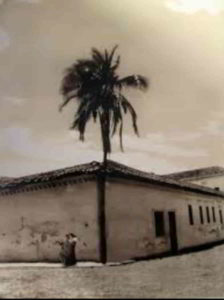 La palmera de coco cumbi que sirvió de referencia para la reconstrucción de la ciudad
