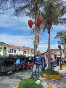 Gerardo cosechando frutos de Ceroxylon alpinum en la base de Jeeps de Salento