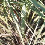 Butia catarinensis - Espata floral - palmasenresistencia.com