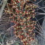 Butia catarinensis - Frutos en desarrollo - palmasenresistencia.com