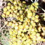 Butia catarinensis - Frutos maduros - palmasenresistencia.com