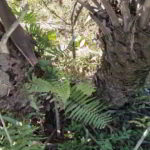 Butia catarinensis - palmasenresistencia.com