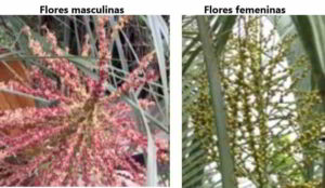 Butia catarinensis - palmasenresistencia.com