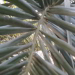 Pseudophoenix sargentii - Foliolos levemente discolor dispuestos en grupos en distintos planos - palmasenresistencia.com